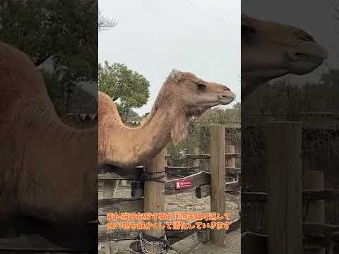 【よこはま動物園ズーラシア】ヒトコブラクダのソフィー✨飼育員のとっておきタイム！　shorts サムネイル