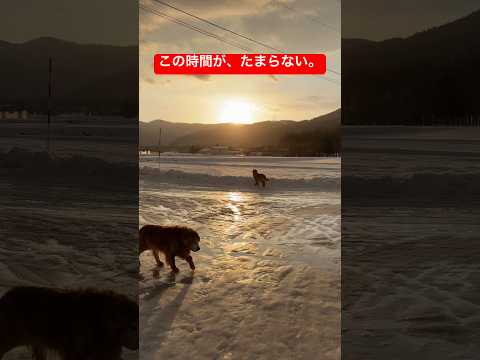 ゴールデンって、ずるい。#shorts #puppy #goldenretriever #グレートピレニーズ #ゴール… サムネイル