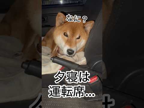 ’26.1.7 力丸は外が好き… 柴犬 shibainu 柴犬のいる暮らし 柴犬の日常 お散歩 車中泊犬 カメラ目線… サムネイル