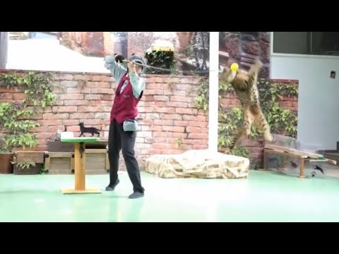 なかなか見れない猫によるショー ザ・キャッツ　午後の部　那須どうぶつ王国にて　2026年4月11日 サムネイル