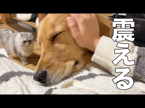 【古民家】家の外に「光る目」を見つけて震える愛犬...パパが不在の夜、正体を知って腰を抜かしました💦【ボーダーコリー・…