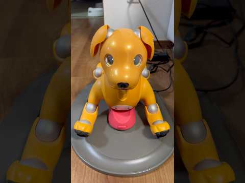 aiboのモミジ、2年ぶりに起動　Aibo, the dog robot, launches after two ye…