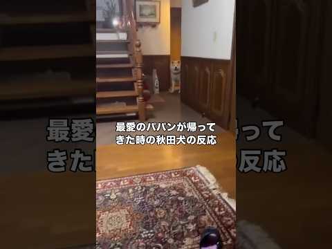 裏玄関でスタンバってたけど正面玄関から音がして駆けつけてきた秋田犬 秋田犬 大型犬 日本犬 shorts サムネイル