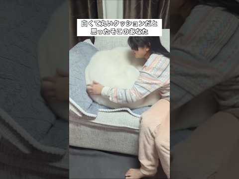 まるい手触りの良さそうな白いクッションだと思ったそこのあなた。 秋田犬 大型犬 クッション shorts サムネイル