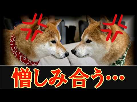 仲良し兄弟に亀裂・・・喧嘩がおさまらず修復不可能になってしまいました・・・