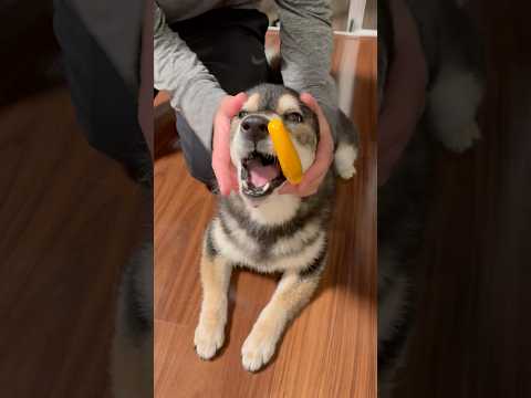 しばなな、、、🍌#shorts サムネイル