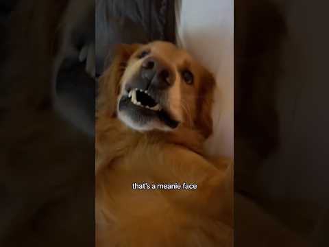 coming home to my golden retriever🥵 goldenretreiver dog ind… サムネイル