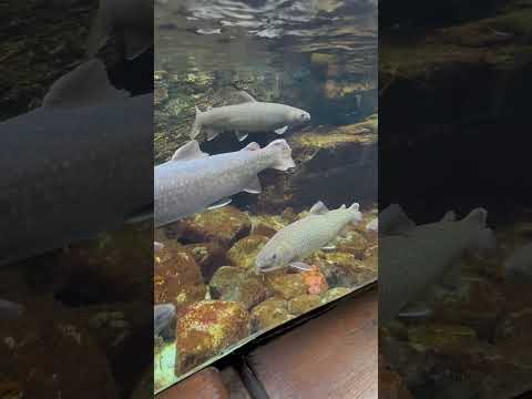 shorts ニッコウイワナ、ヤマトイワナ　川の魚水槽・源流　山梨県立富士湧水の里水族館にて　2026年2月21日 サムネイル