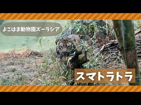 【よこはま動物園ズーラシア】スマトラトラ🐯 サムネイル