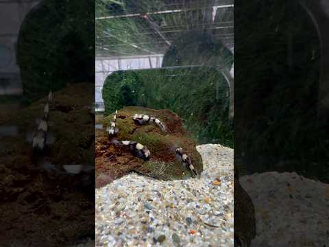 shorts パンダシャークローチ　どぜうを好きにきみもなろう！山梨県立富士湧水の里水族館にて　2026年2月21日 サムネイル