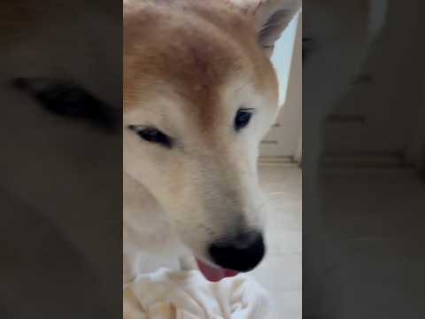 柴犬福 母にお風呂入れてもらった後の柴犬🤣After shower🤣shorts funny funnydog dog… サムネイル