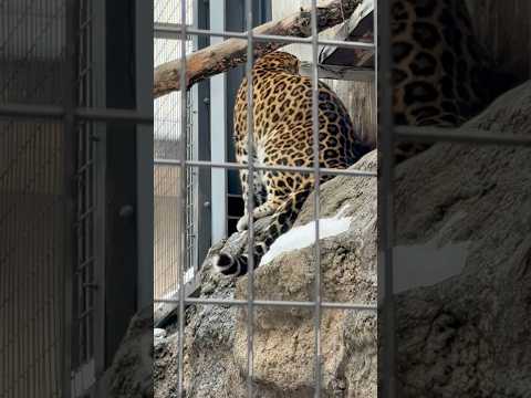 shorts アムールヒョウ🐆のみらいさん　旭山動物園　2025年12月20日 サムネイル