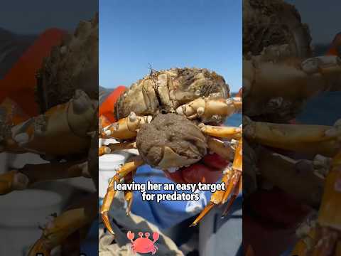 You Won’t Believe What Sea Creatures Fear the Most: Barnacl… サムネイル