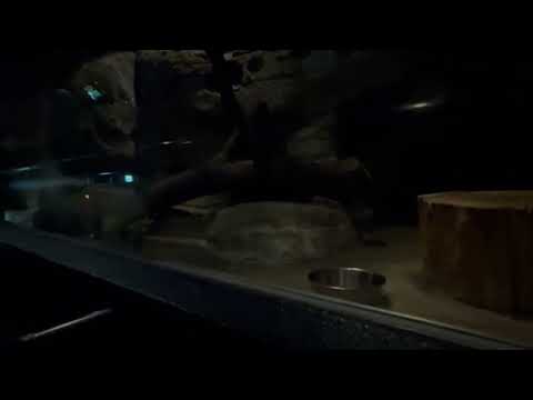 ケープジェネット　東山動植物園にて　2026年3月14日 サムネイル