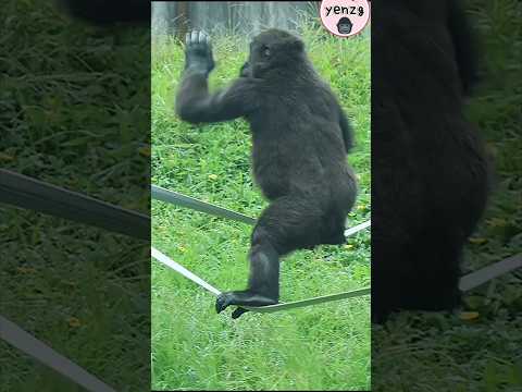 Gorilla playing on the fire hose😆 gorillatag taipeizoo 金剛猩猩…