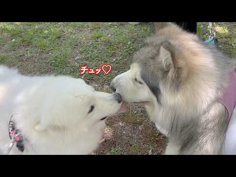 【一目惚れ】家族でピクニック中、出会って５秒で恋に落ちるサモエド サムネイル