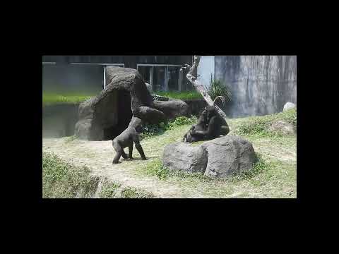 gorilla Iriki mom 15y2m old & son Ringo 4y9m old & nephew J… サムネイル