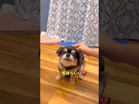抜け毛集めて🐶❤️柴犬 チワワ shorts サムネイル