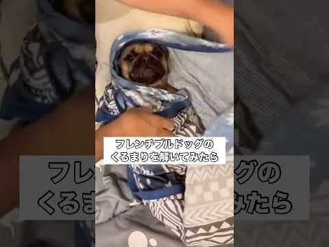 愛犬のくるまりを解いてみたら見事な肉体美があらわに フレンチブルドッグ フレブル shorts サムネイル