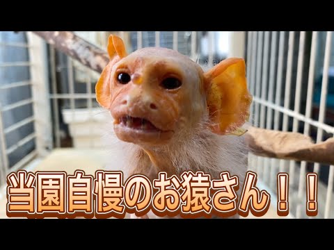 お猿さんに興味を持った方には是非知ってもらいたい！当園自慢のお猿さん達はみんな寿命超えの元気なおばあちゃん、おじいちゃ… サムネイル