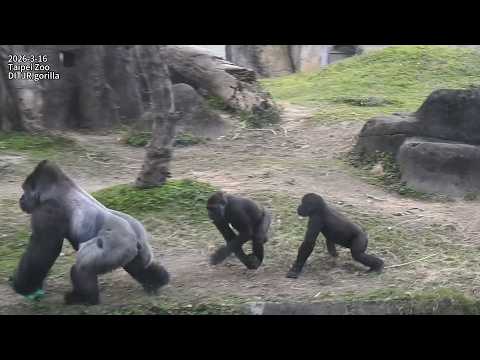 Gorilla D'jeeco family 下午餐覓食。D'jeeco Tayari 互看想生寶寶。Jabali R… サムネイル