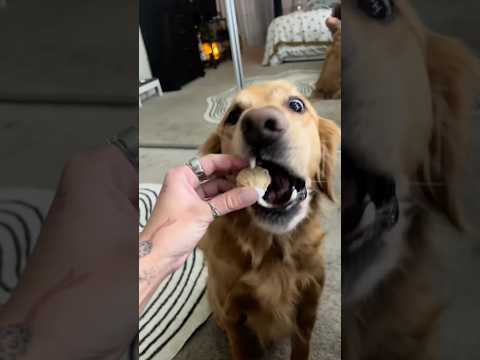 coming home to my golden retriever🥵goldenretreivers dog pup… サムネイル