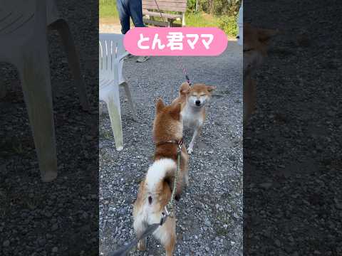 すべてのお母さんを尊敬します。いつもほんとにありがとん。柴犬とん　柴犬　柴犬とん サムネイル