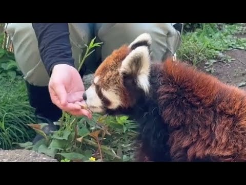 ミストに包まれて❣️ 風太くん編　レッサーガイド「動物の食事時間」レッサーパンダ　千葉市動物公園にて　2026年4月1… サムネイル