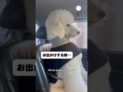 姿勢が良すぎる…お出かけ中まるで人間みたいな犬　　スタンダードプードル 大型犬　犬　かわいい犬 犬のいる暮らし サムネイル