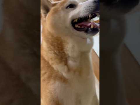 柴犬福 トンネル入ってる姉に無茶言われる柴犬🤣Sis and Shiba🤣姉と柴 shorts japanesedog… サムネイル