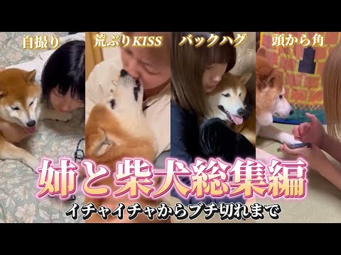 柴犬福 姉と柴犬の総集編🤣Sister and Shiba Inu series🤣 サムネイル