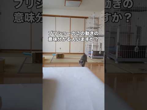 突如として発動するこの謎の動き。なんだこれ笑 やんのかステップ 猫 ブリティッシュショートヘア shorts