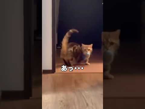 散々マンチカンと遊んで疲れたから寝たフリを飼い主がしていたら普通にバレてめっちゃ戻ってくるww マンチカン 短足マンチ…