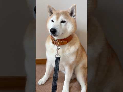 柴犬福 拒否柴のしすぎでアゴモチ消失みたいになる柴犬🤣Sis and Shiba🤣姉と柴 shorts 柴犬 japa… サムネイル