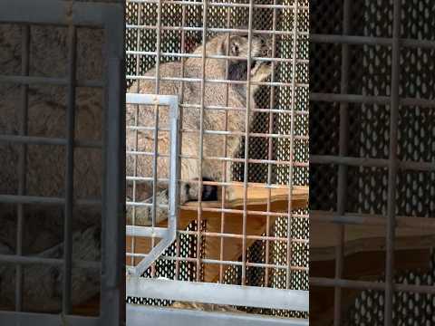 shorts マヌルネコのイーリスくん　王子動物園　2025年12月27日 サムネイル