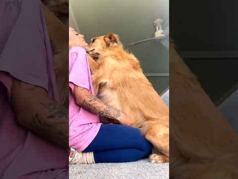 coming home to my golden retriever🥵 goldenretreiver dog ind…