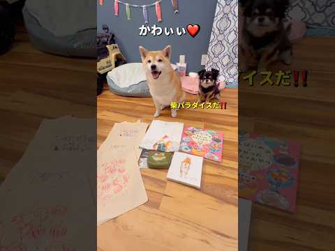 柴さんパラダイス❤️柴犬 チワワ shorts