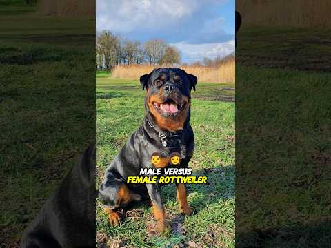 What Only Doberman Owners Truly Understand About This Breed… サムネイル