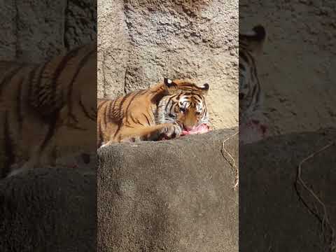 shorts まったりサーシャちゃん　アムールトラ🐯　浜松市動物園　2026年2月14日 サムネイル