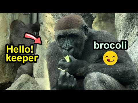 Gorilla Jabali got treats from keeper through door gap金剛猩猩J… サムネイル