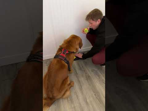 Is he smart or dumb? サムネイル