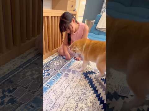 トランプに参加🐶‼️柴犬 dog shorts サムネイル