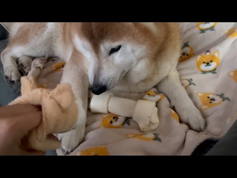 柴犬福 姉演じる柴犬とノリノリな柴犬による骨攻防戦🤣Sister vs Shiba🤣 サムネイル