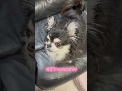 お風呂キャンセルするチワワのいちご サムネイル