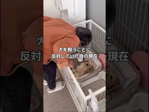 いぬを飼う前はあんなに反対してたのに現在の母の姿の変わりようがすごい ペキプー ペキニーズ プードル おばあちゃん サムネイル
