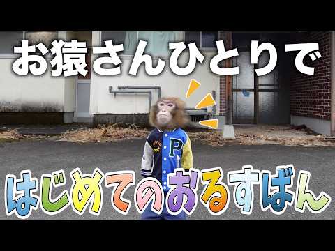 お猿さんがはじめて「ひとりぼっち」でおるすばん！おりこうに待てるかな？ サムネイル