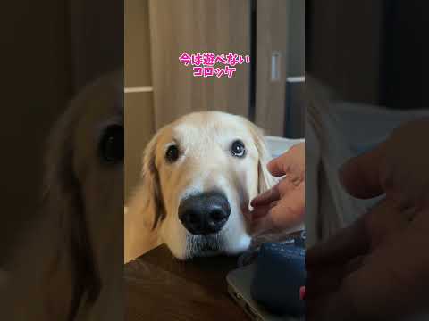 じーーー(◉︎ω◉︎ ) 大型犬 ゴールデンレトリバー サムネイル