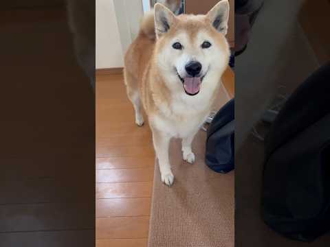 柴犬福 留守番をこなしていたマザコン柴犬🤣Mother's boy🤣shorts 柴犬 shibainu japane… サムネイル
