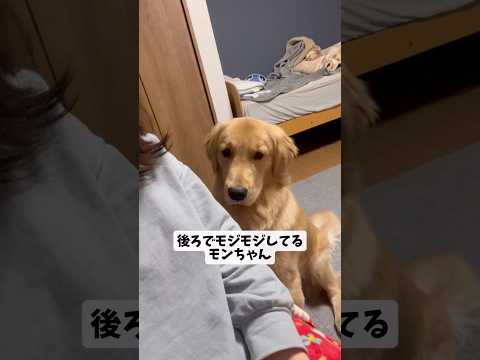 拗ねるモンちゃんgoldenretriever ゴールデンレトリバー サムネイル