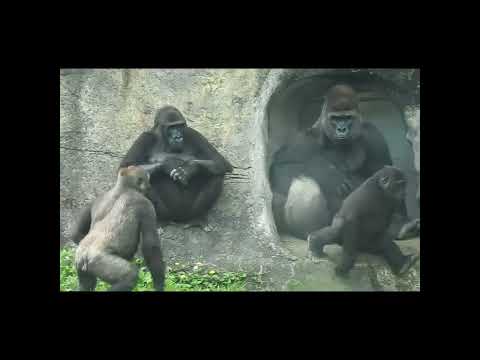 Gorilla D'jeeco family.Jabali 5y5m old.Ringo 4y11m old shor…